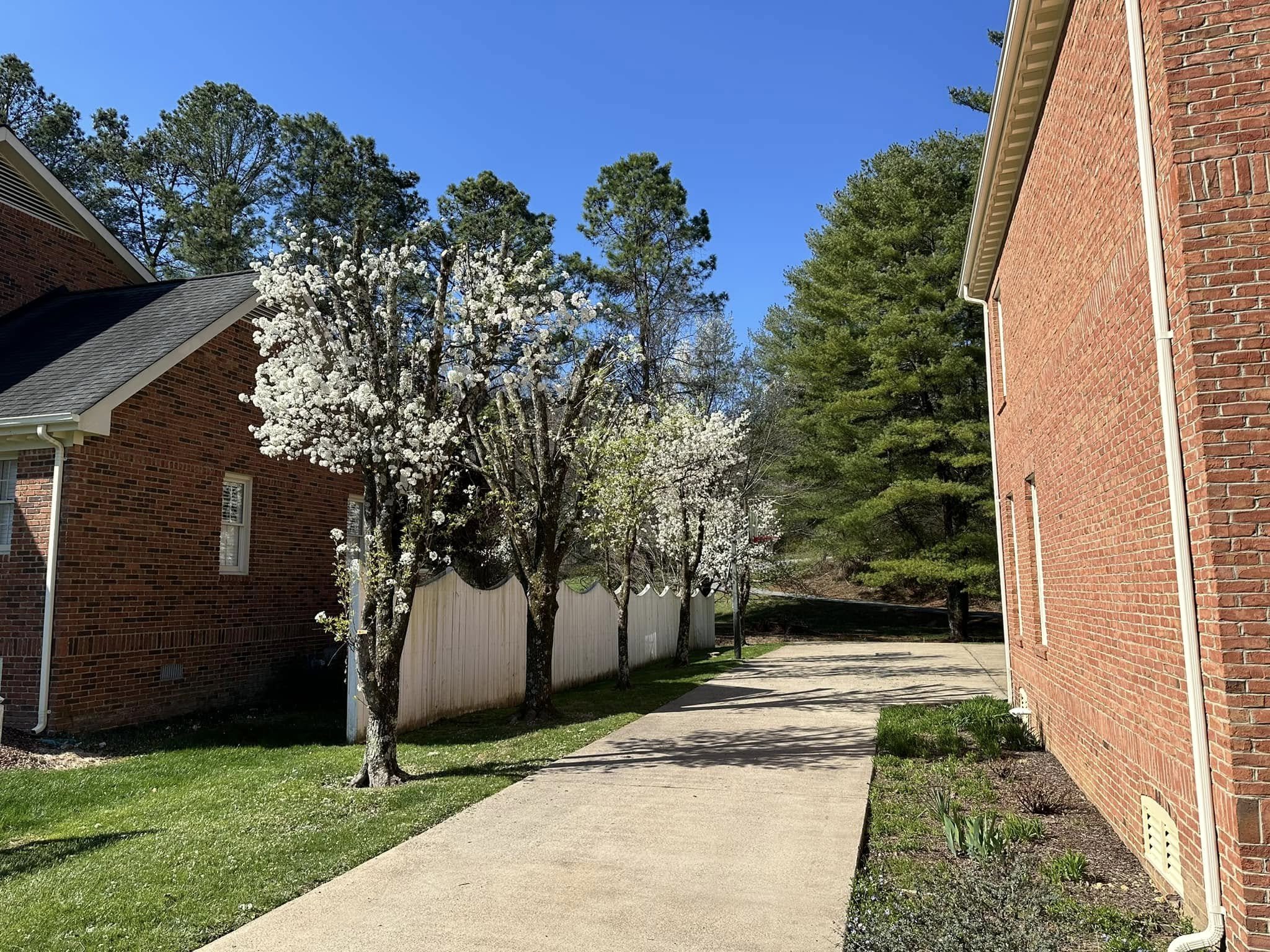 An After picture of a tree being pruned