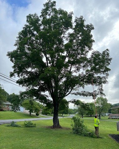 We got you covered no matter the size of tree