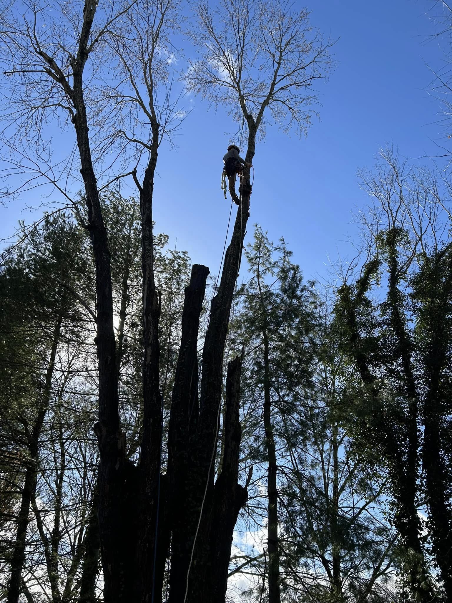 Tree climber doing his best work climbing