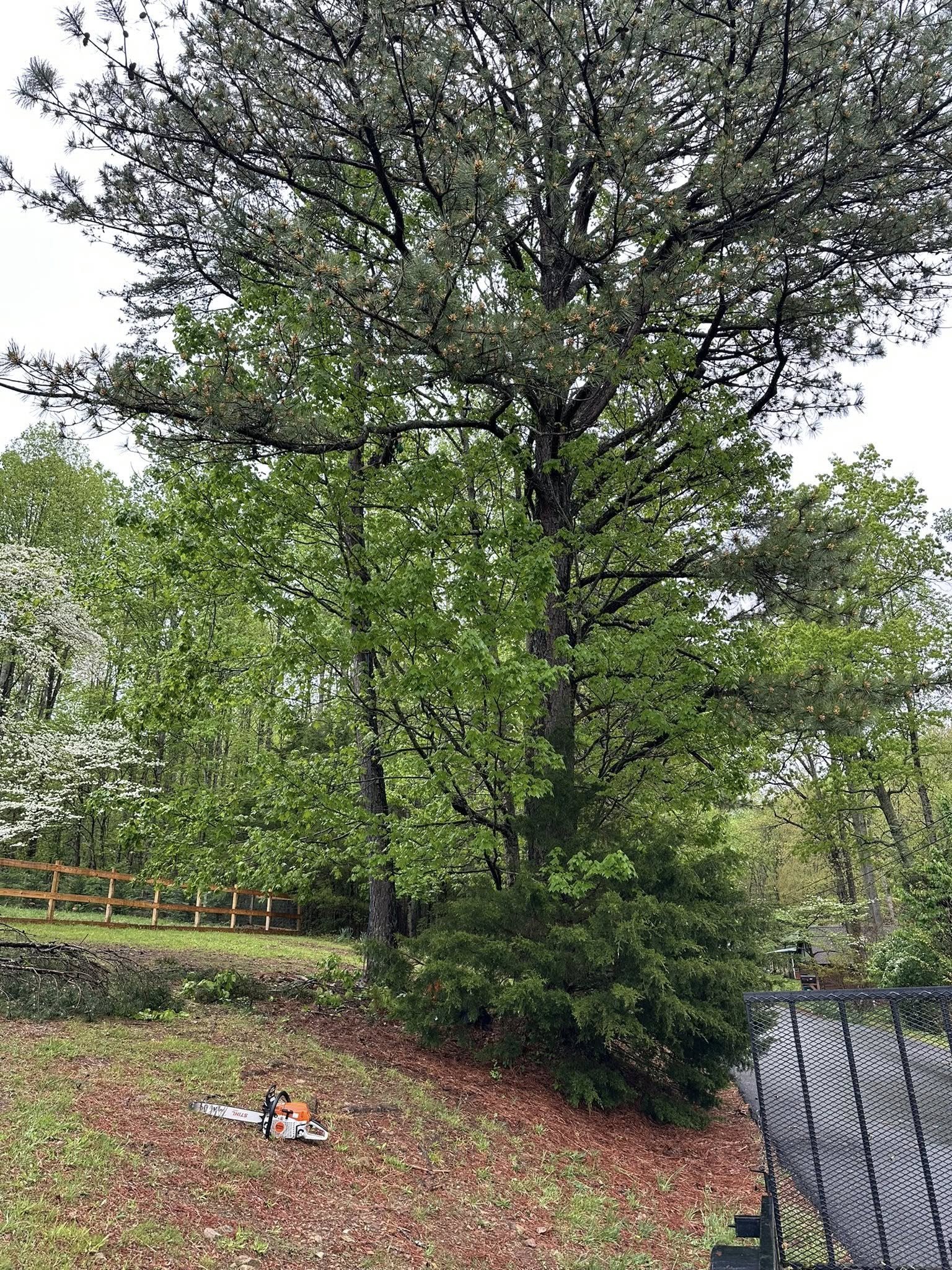 A Before picture of a tree removal