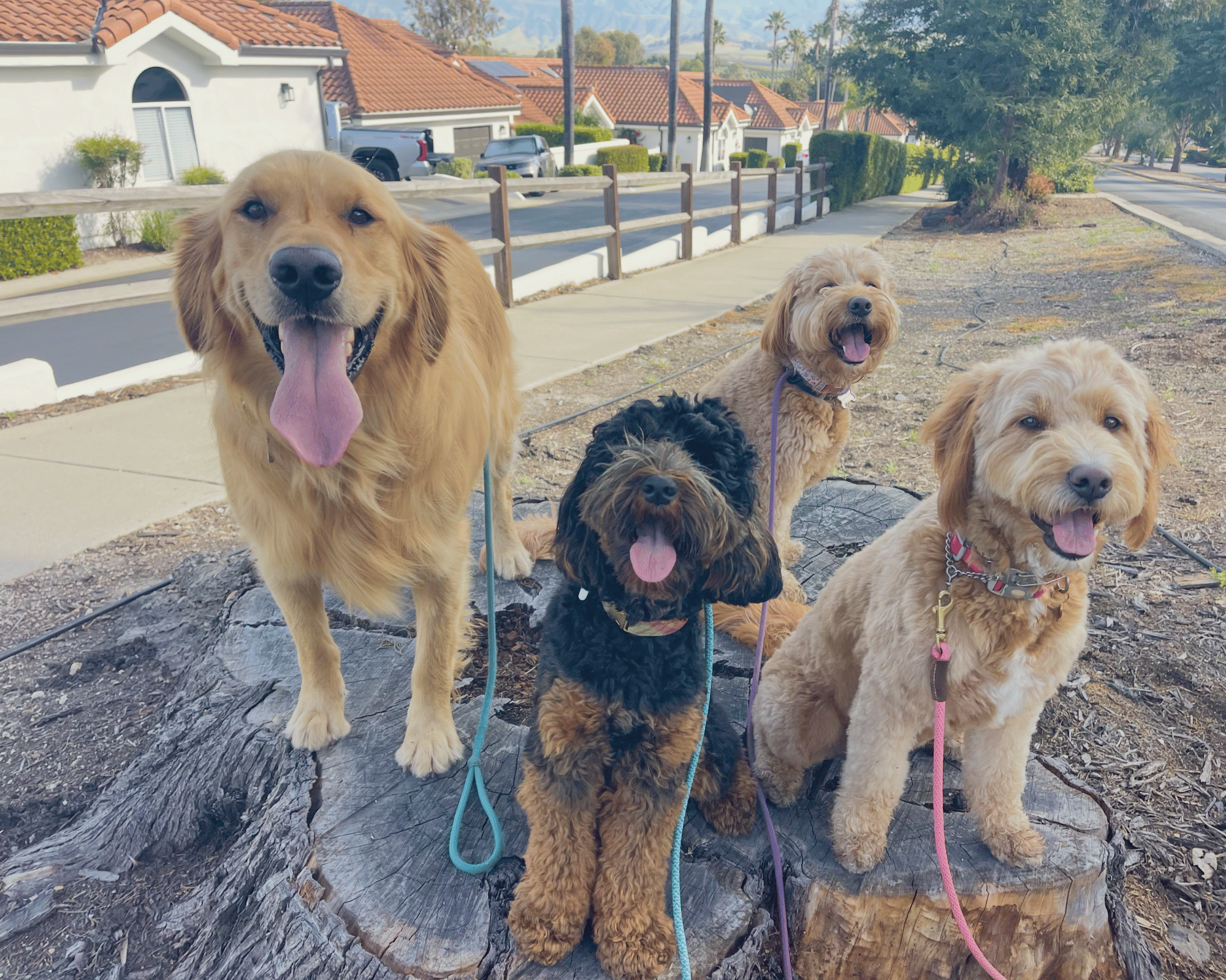 Happy dogs in San Luis Obispo