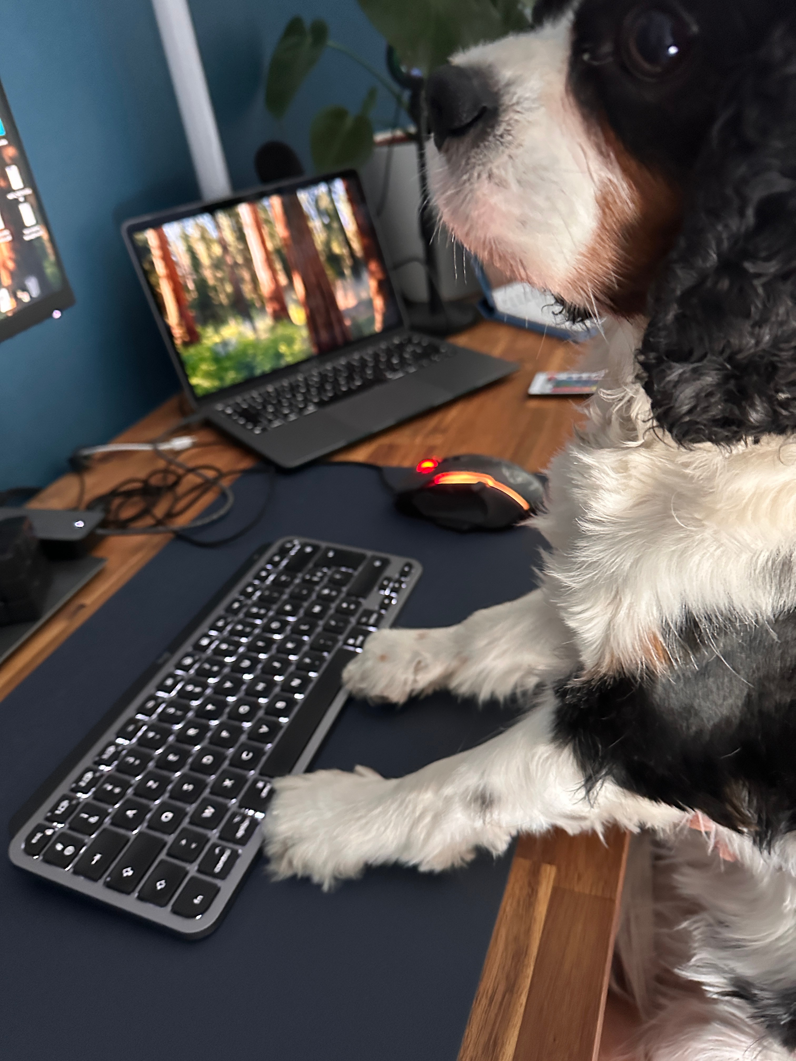 Phoebe, la mascotte de l'équipe Soler Agency