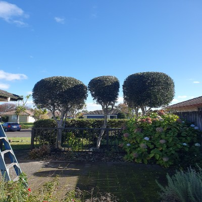 Three neatly trimmed round trees along fence