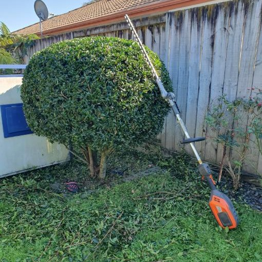 Shaped round shrub after hedge trimming with STIHL tool resting against fence