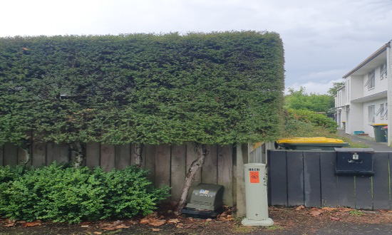 Hedge Trimming