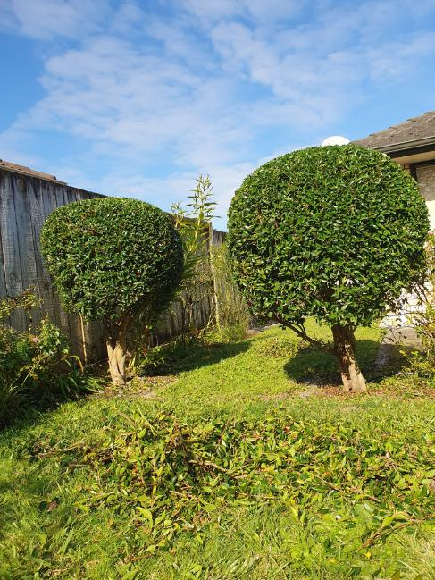 Shaped round trees after pruning
