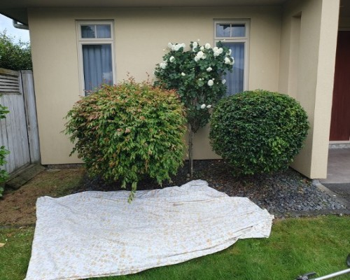 Garden tidy-up with shaped shrubs and rose tree