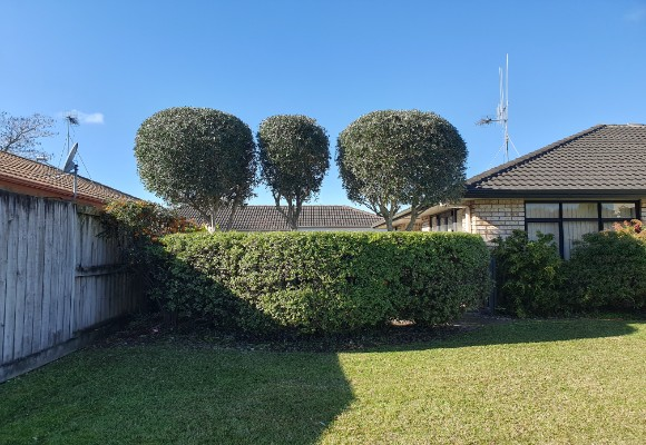 Rounded trees and shaped hedge in a garden