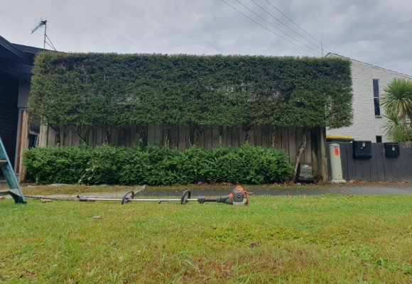 Large neatly trimmed hedge