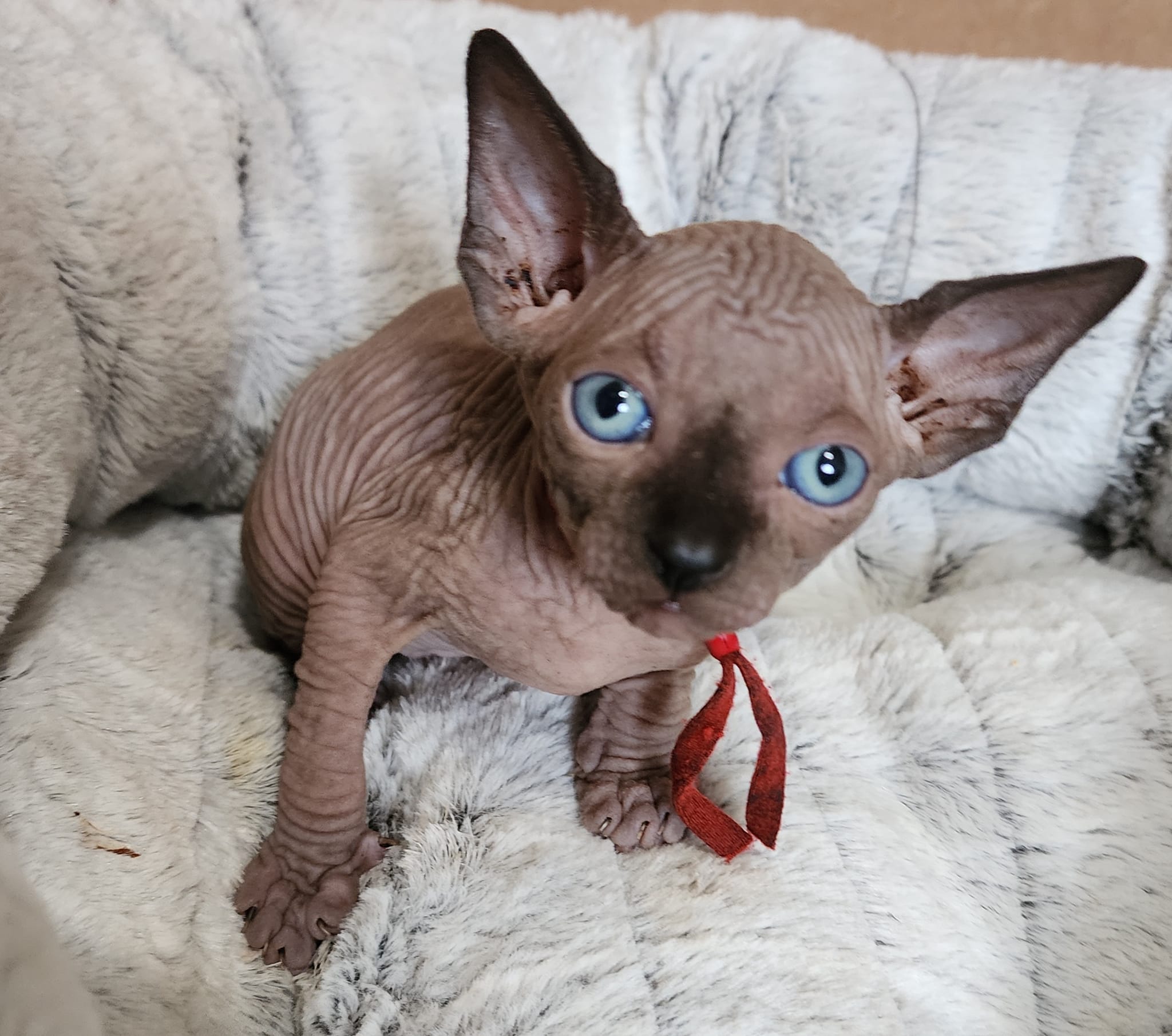 Sphynx kitten looking up - Ball Family Farm