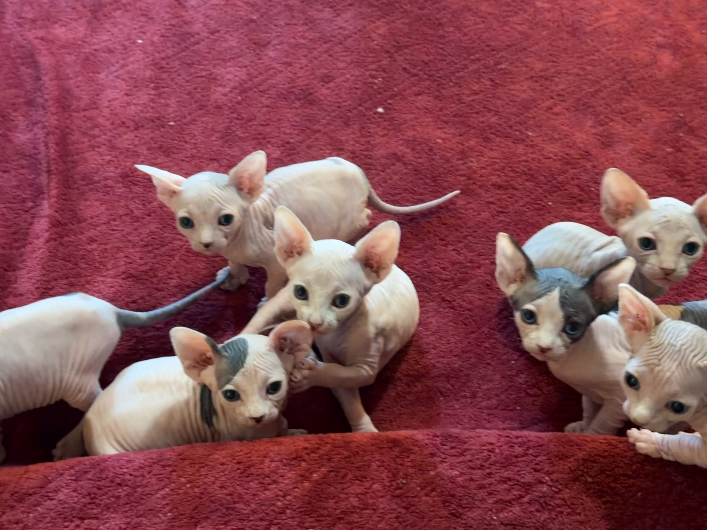 New Sphynx kitten litter coming soon