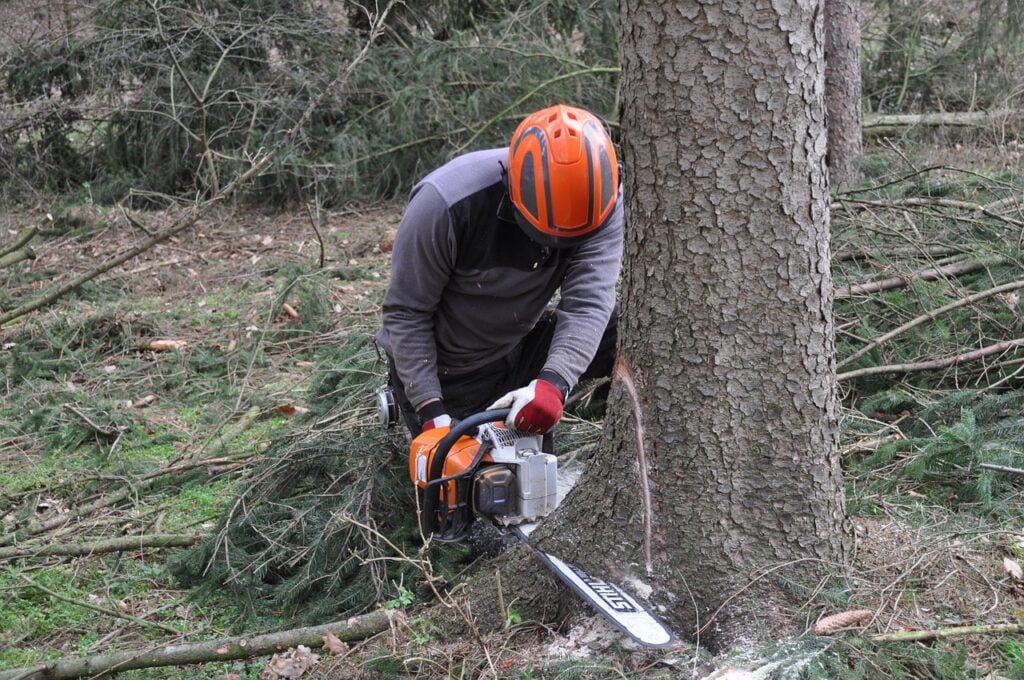 Tree Removal