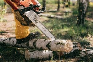Building Trust from the Ground Up: The Pillars of Professional Tree Care in Johnson City