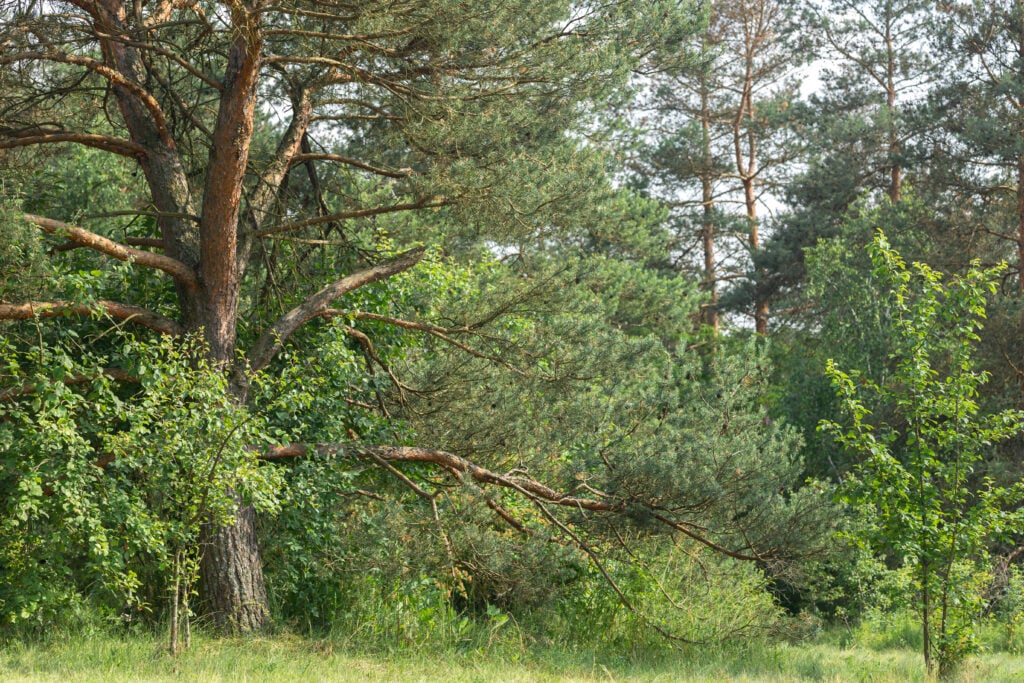 Lot and Land Clearing