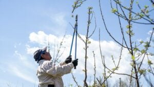 What’s the Difference Between Tree Trimming and Tree Pruning?