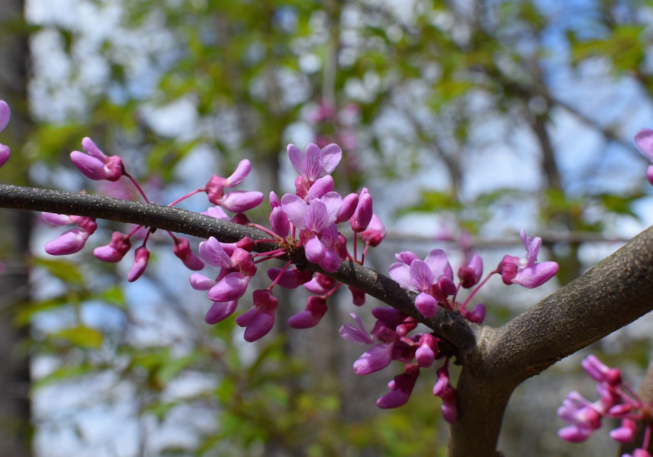 The Best Native Trees for Landscaping in Johnson City, TN