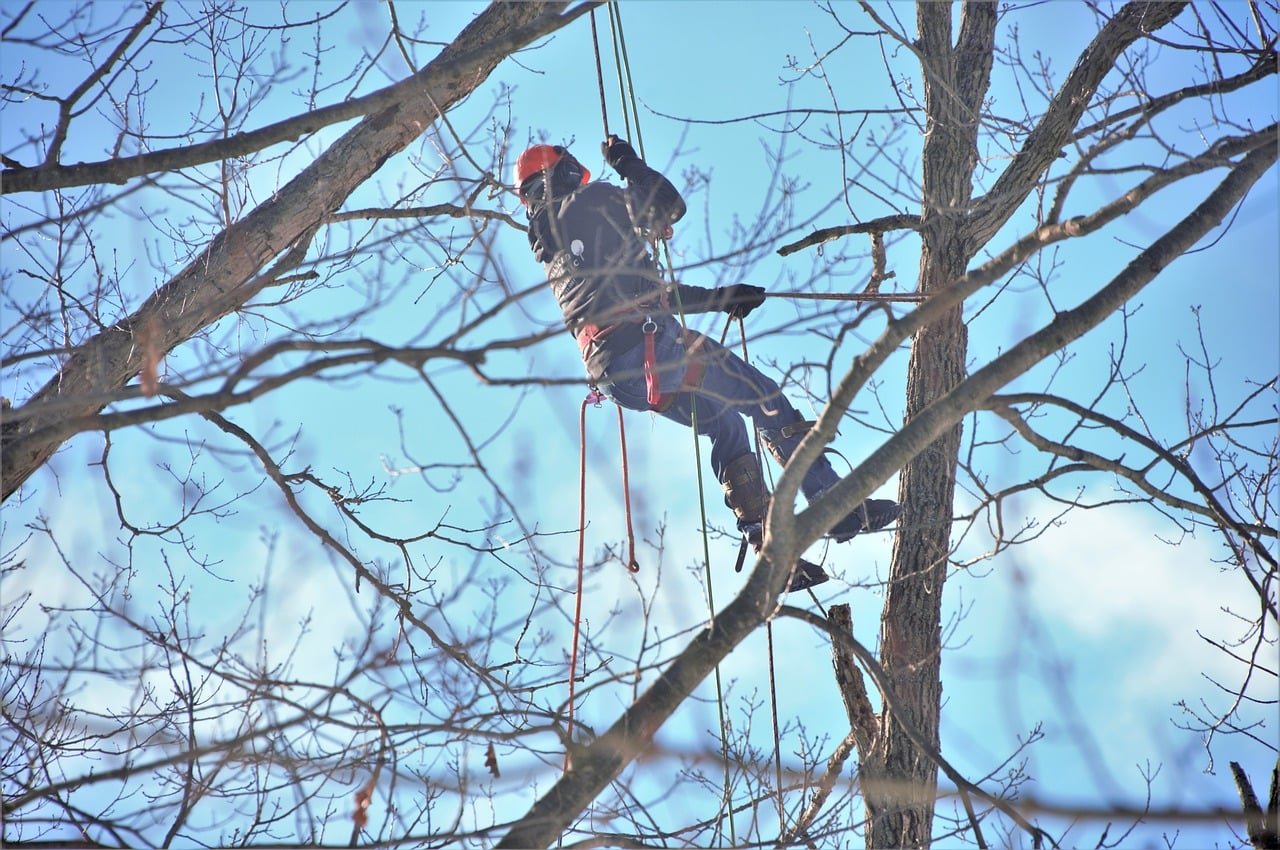 Making Stumps Disappear: Who Needs Stump Grinding Service?