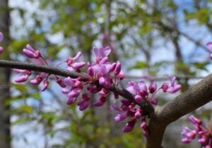 The Best Native Trees for Landscaping in Johnson City, TN