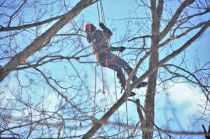 Avoid Cheap Tree Removal in Johnson City
