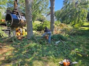 Does AAA Don’s Tree Service & Stump Removal Stand Tall in Johnson City’s Online Rankings?