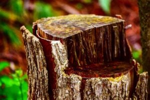 Cherokee’s Trusted Tree Service: Don’s Tree Service