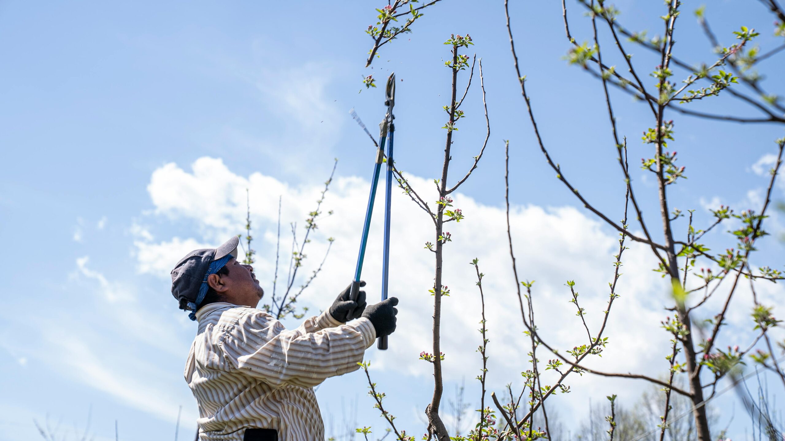 Maintaining Your Trees: A Pro’s Guide to Effective Tree Pruning