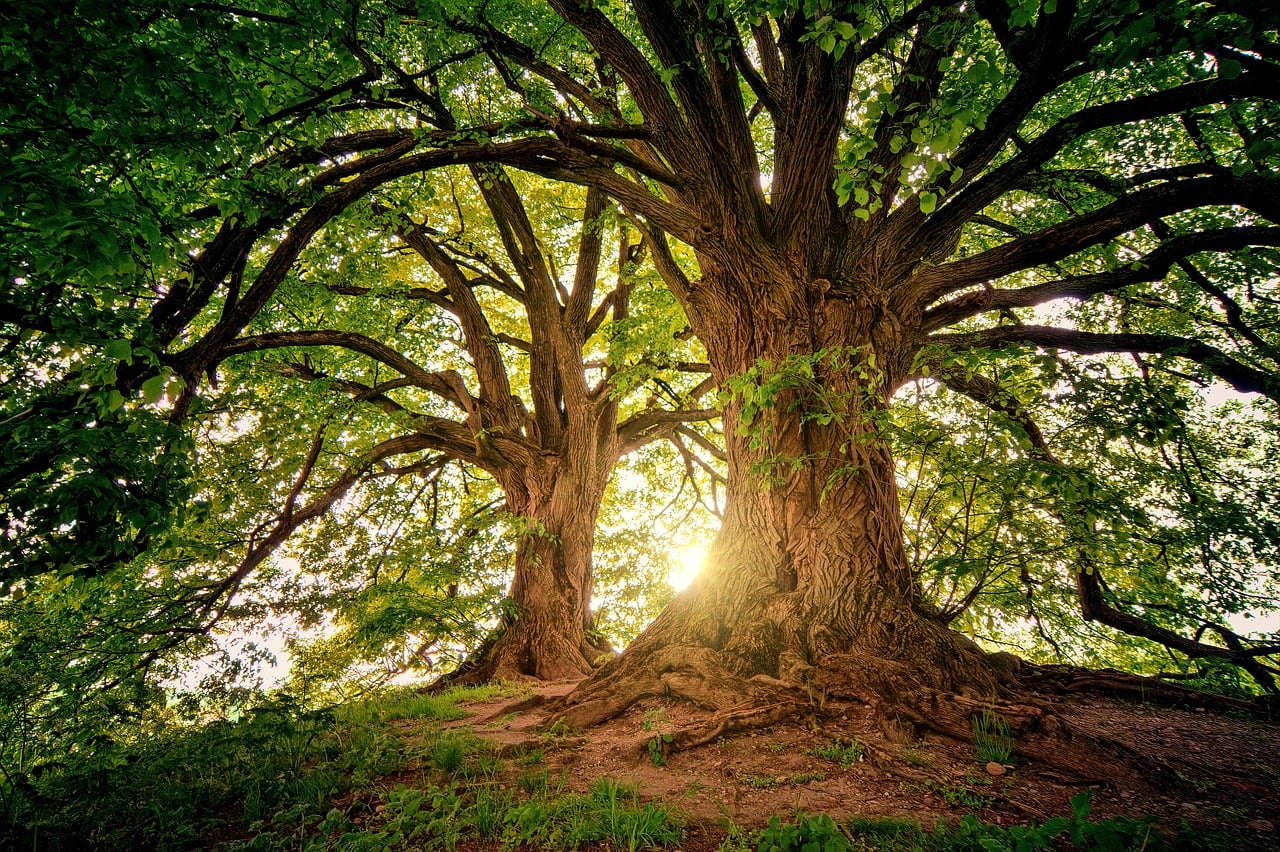 The Economic Value of Trees in Blountville