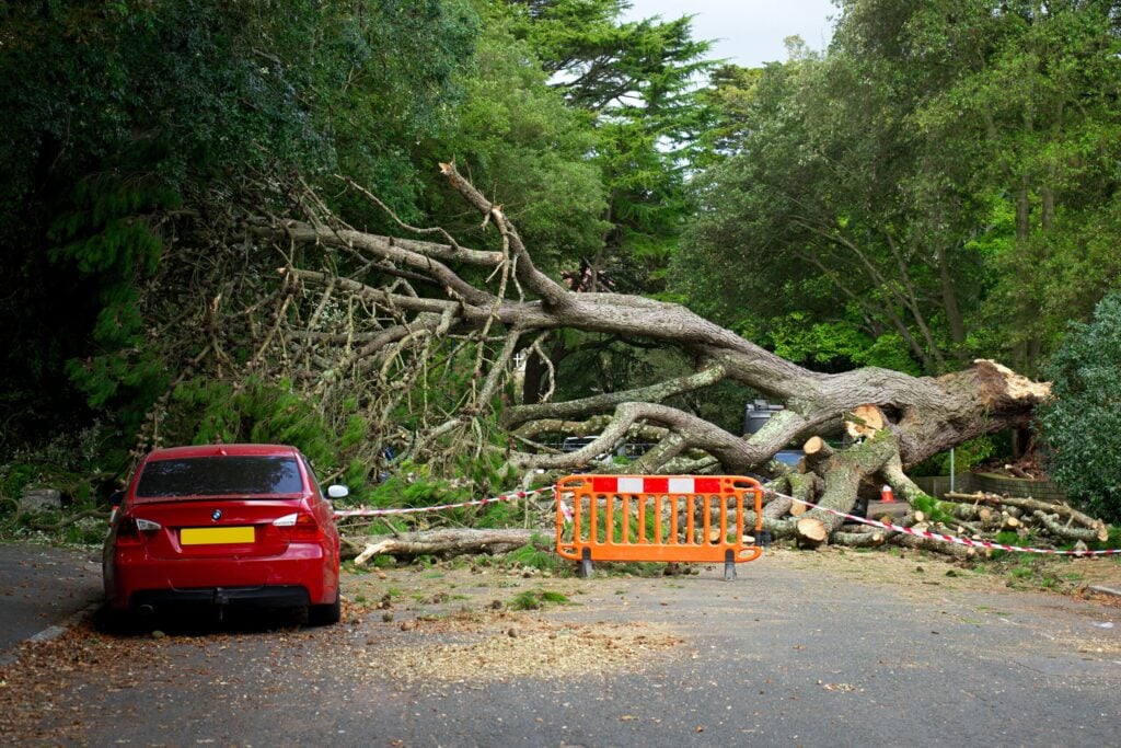 Emergency Tree Service