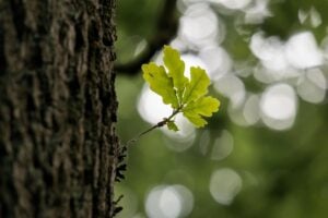 Johnson City’s Oldest and Most Famous Trees