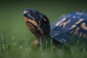 Local Wildlife and Their Favorite Trees in Piney Flats