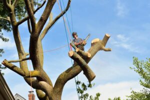 Tree Maintenance Techniques: Cabling, Bracing, and Topping