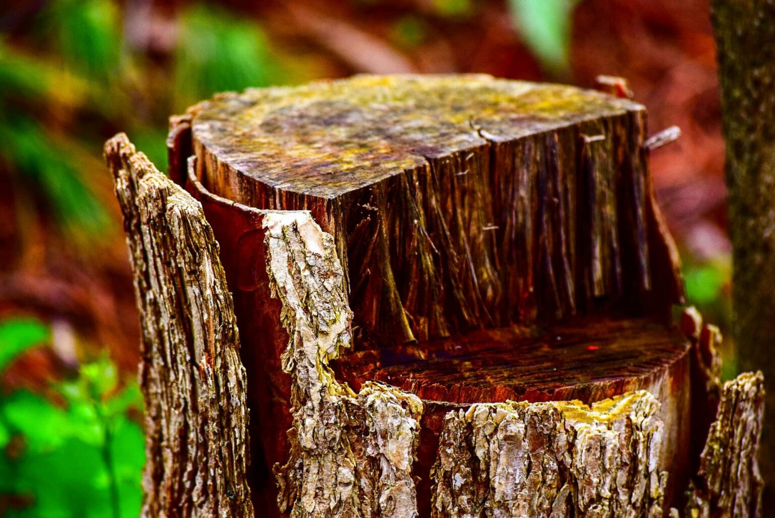 Cherokee’s Trusted Tree Service: Don’s Tree Service
