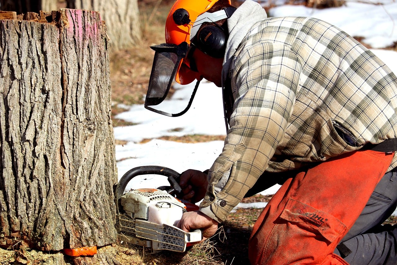 How to Tell if a Tree is Dead and Needs to Be Removed