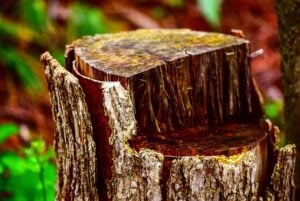Making Stumps Disappear: Who Needs Stump Grinding Service?