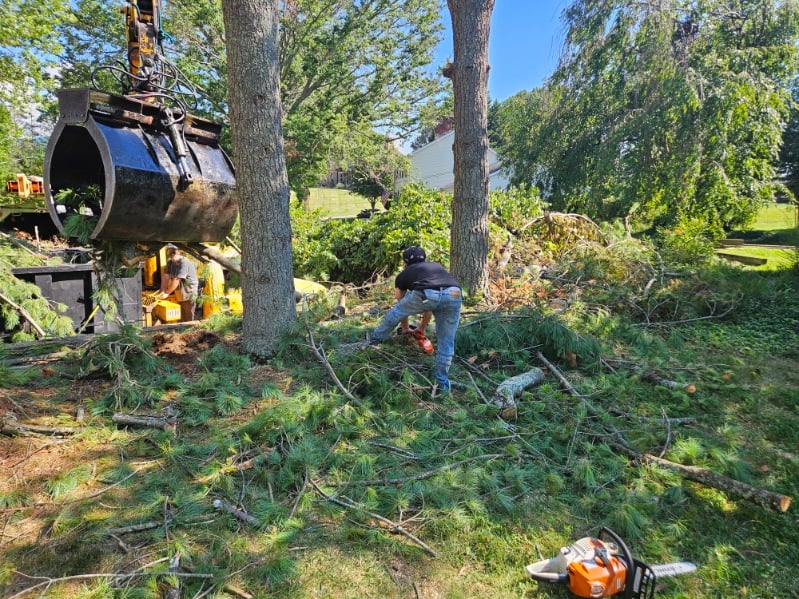 Does AAA Don’s Tree Service & Stump Removal Stand Tall in Johnson City’s Online Rankings?