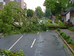 Tree Safety During Storms: What Gray Residents Need to Know