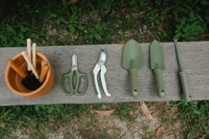 Maintaining Your Trees: A Pro’s Guide to Effective Tree Pruning