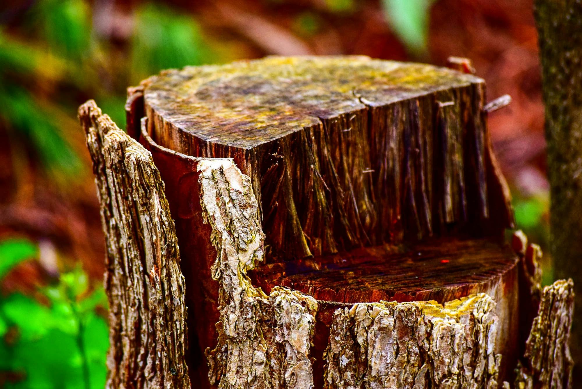 Avoid Cheap Tree Removal in Johnson City