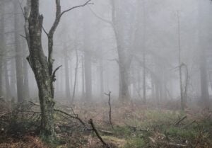 How to Tell if a Tree is Dead and Needs to Be Removed
