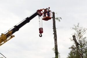 Felling, Limbing, and Crane-Assisted Tree Removal in Johnson City