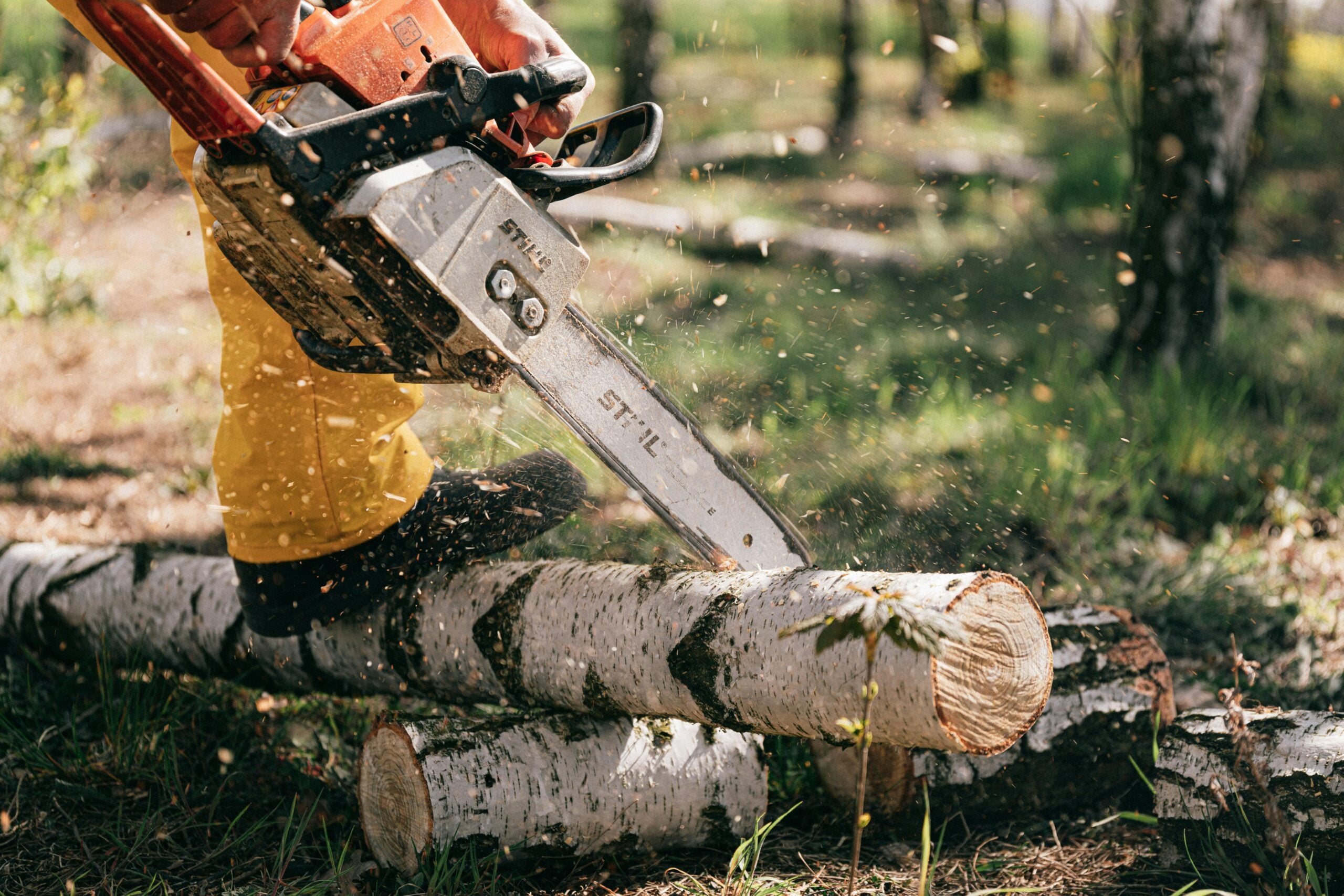 Building Trust from the Ground Up: The Pillars of Professional Tree Care in Johnson City