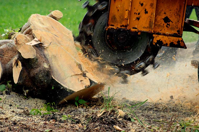 Stump Removal