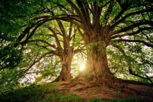 The Economic Value of Trees in Blountville