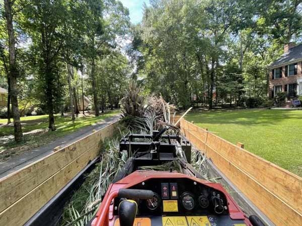 Tree Trimming & Pruning