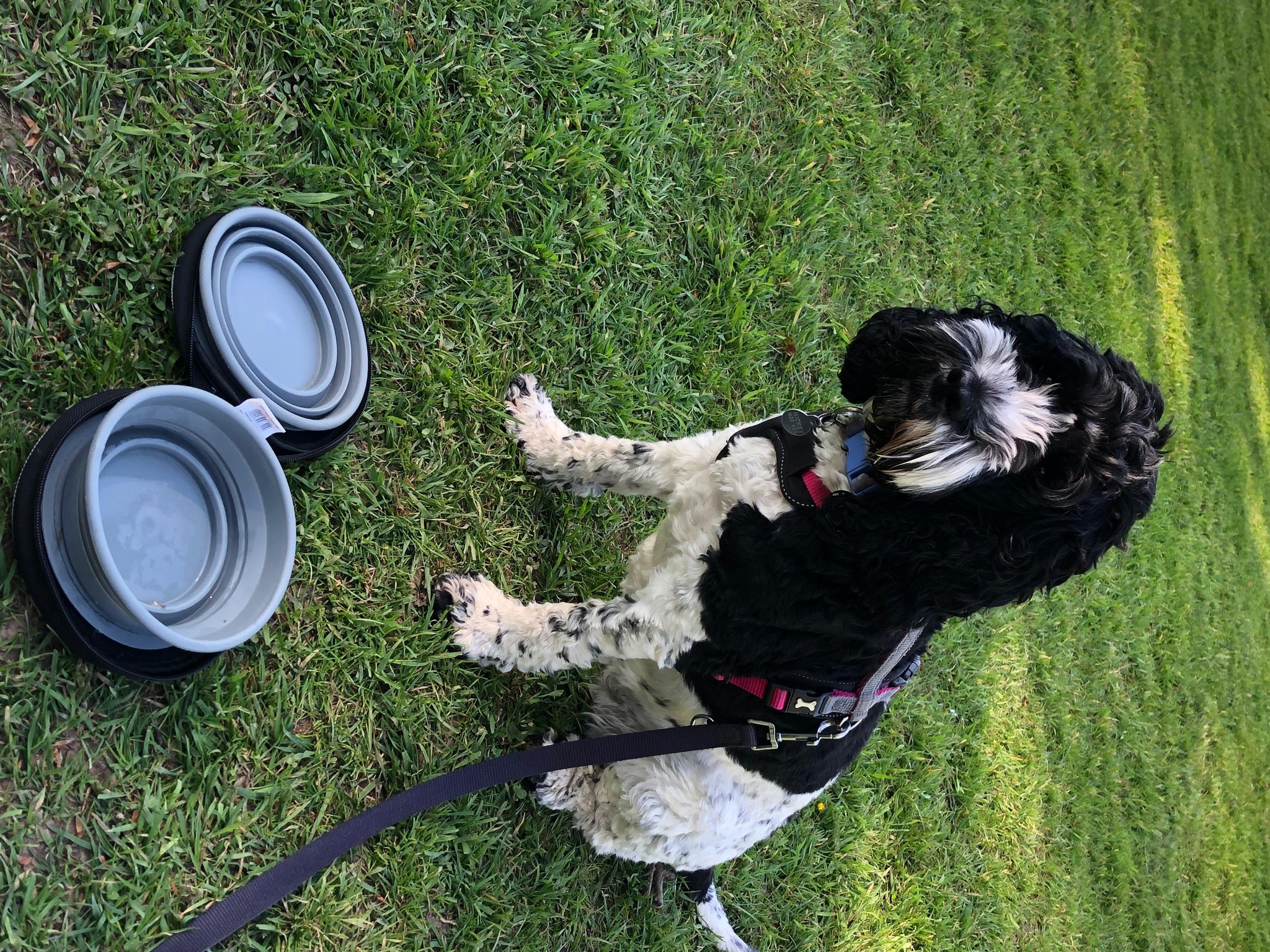 Happy dog 14
