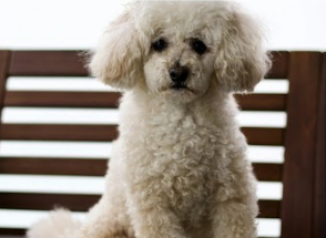 Academy / Grooming Tuition