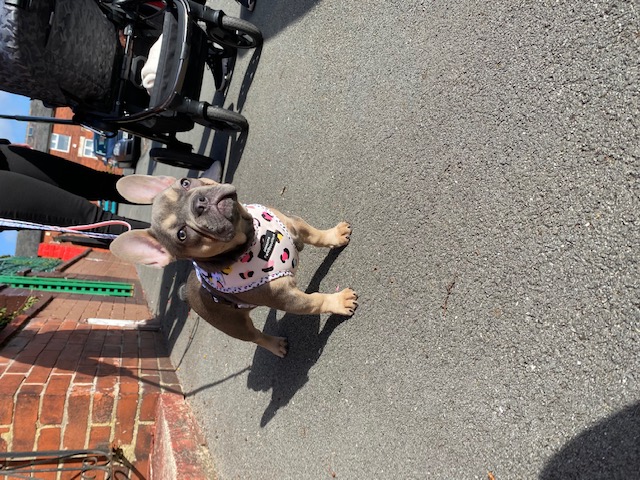 Happy dog 1