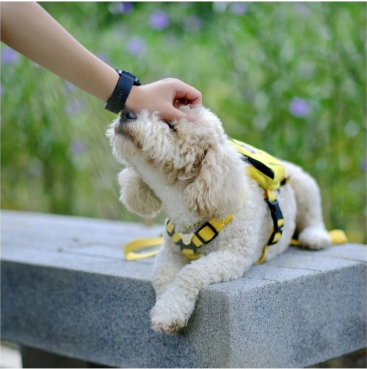 Click, treat, groom!