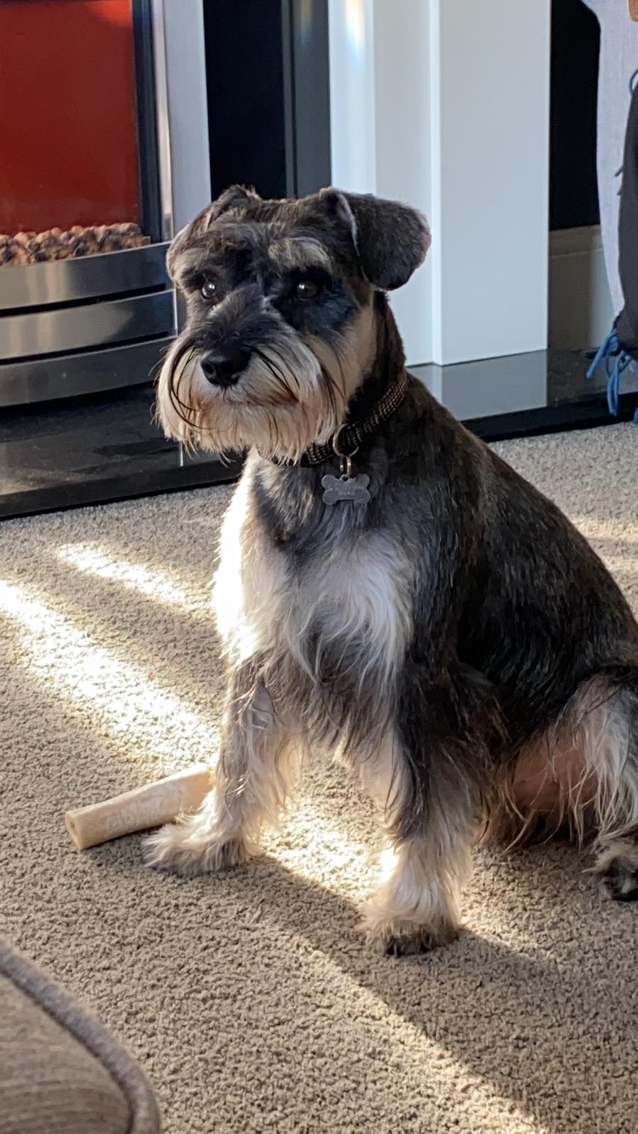 Happy dog 6
