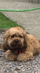 Happy dog 10